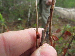 Tricholochmaea kalmiae