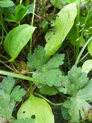 Geranium thunbergii
