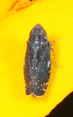 Scaphytopius