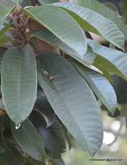 Vateria indica