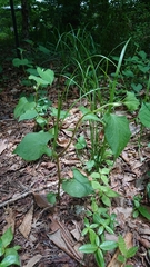 Houttuynia cordata