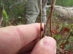 Tricholochmaea kalmiae