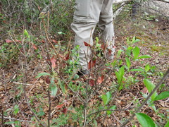 Tricholochmaea kalmiae