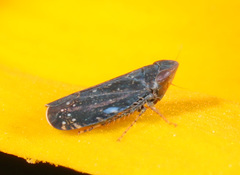 Scaphytopius
