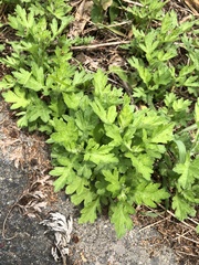 Artemisia princeps