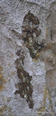 Vateria indica
