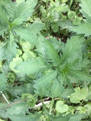 Artemisia princeps