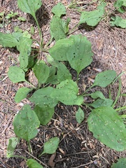 Plantago asiatica