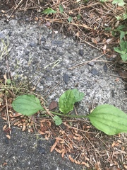 Plantago asiatica