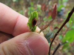 Tricholochmaea kalmiae