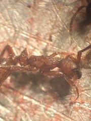 Neivamyrmex nigrescens