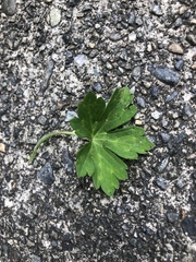 Geranium thunbergii