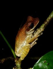 Osteocephalus planiceps