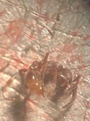 Neivamyrmex nigrescens