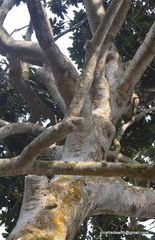 Vateria indica