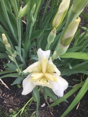 Iris