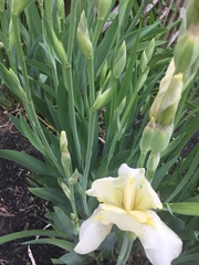Iris