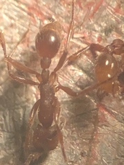 Neivamyrmex nigrescens