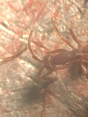 Neivamyrmex nigrescens