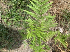Pteridium aquilinum