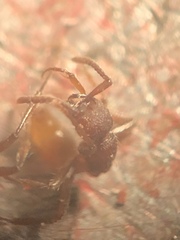 Neivamyrmex nigrescens