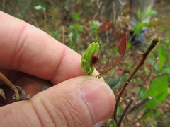 Tricholochmaea kalmiae