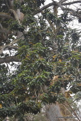 Vateria indica