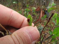 Tricholochmaea kalmiae