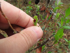 Tricholochmaea kalmiae