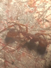 Neivamyrmex nigrescens