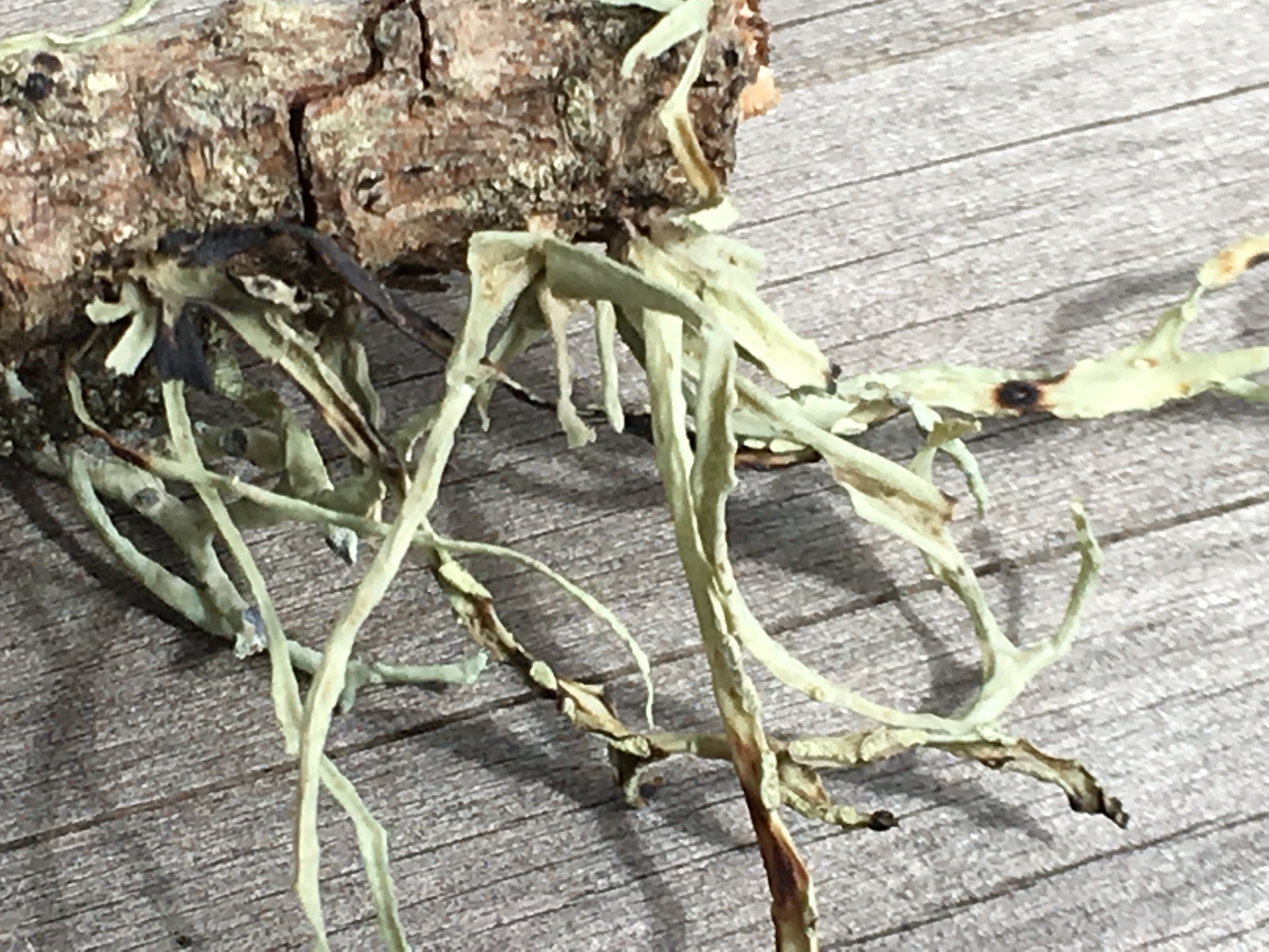 Ramalina farinacea image