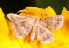 Phalaenostola larentioides