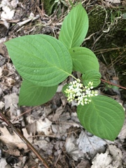 Cornus sericea