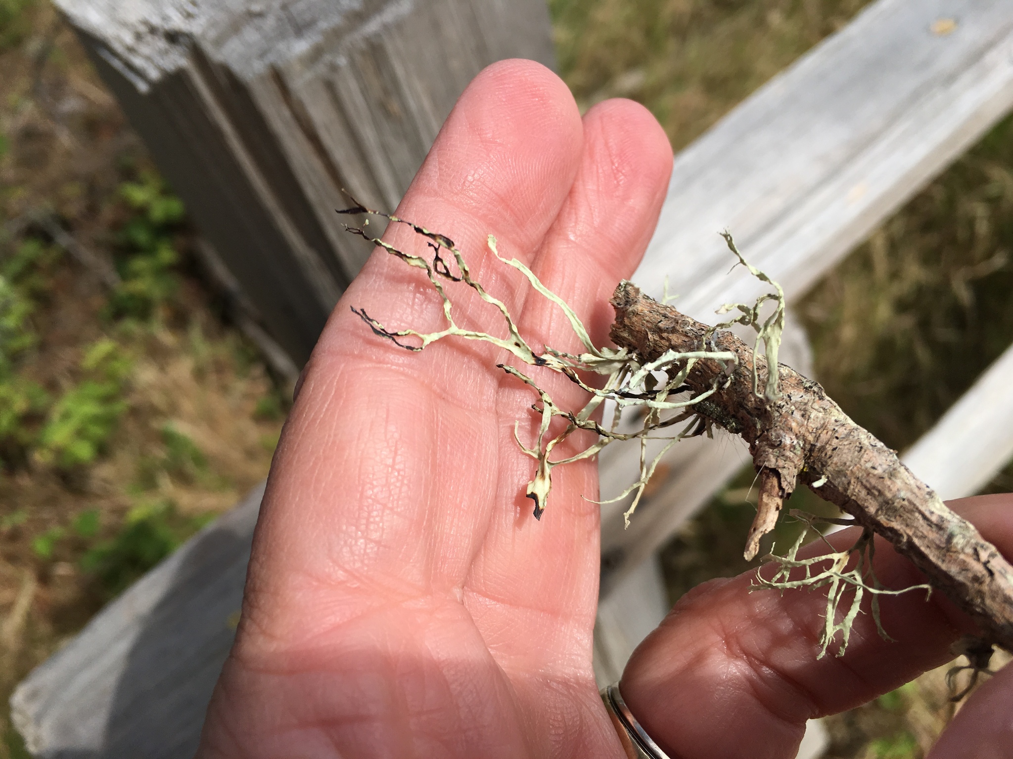 Ramalina farinacea image