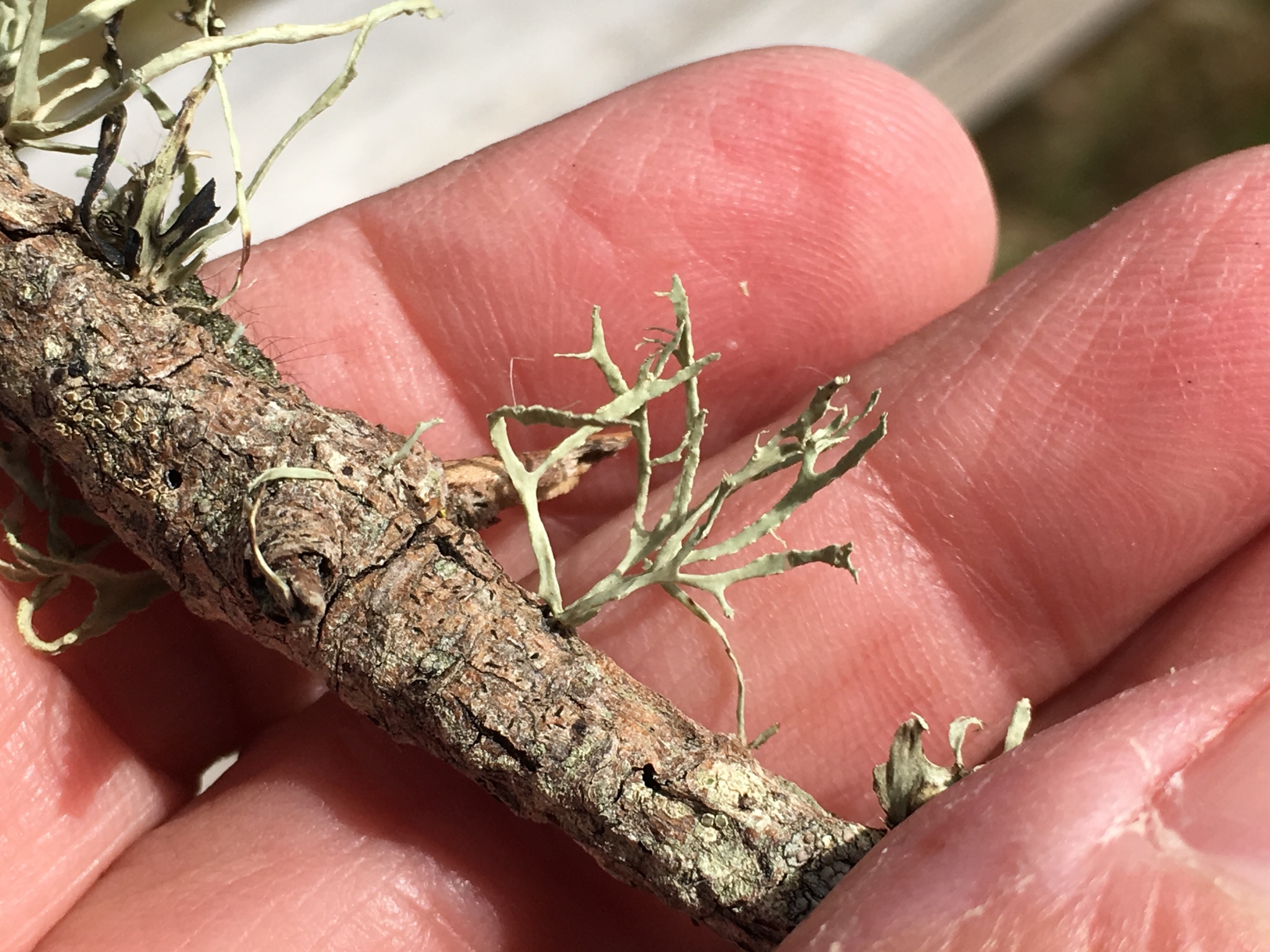 Ramalina farinacea image