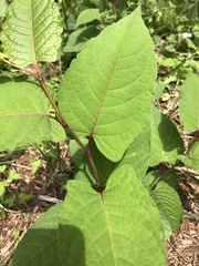 Reynoutria japonica