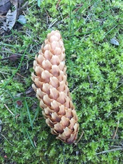 Picea