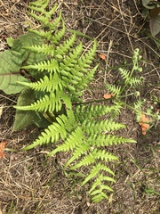 Pteridium aquilinum