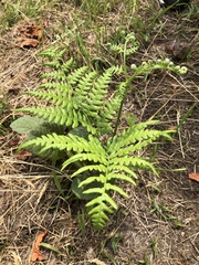 Pteridium aquilinum