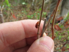 Tricholochmaea kalmiae