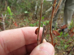 Tricholochmaea kalmiae