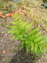 Pteridium aquilinum