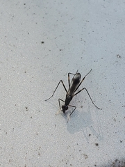 Rainieria