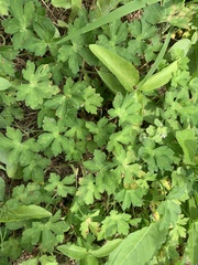 Geranium thunbergii