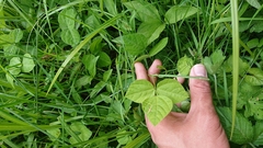 Vigna angularis nipponensis