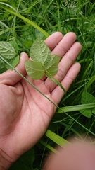 Vigna angularis nipponensis
