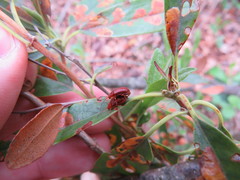 Tricholochmaea kalmiae