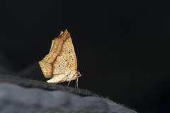 Pareclipsis umbrata
