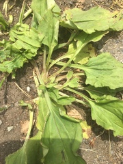 Plantago asiatica