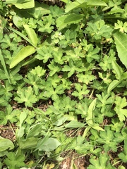 Geranium thunbergii
